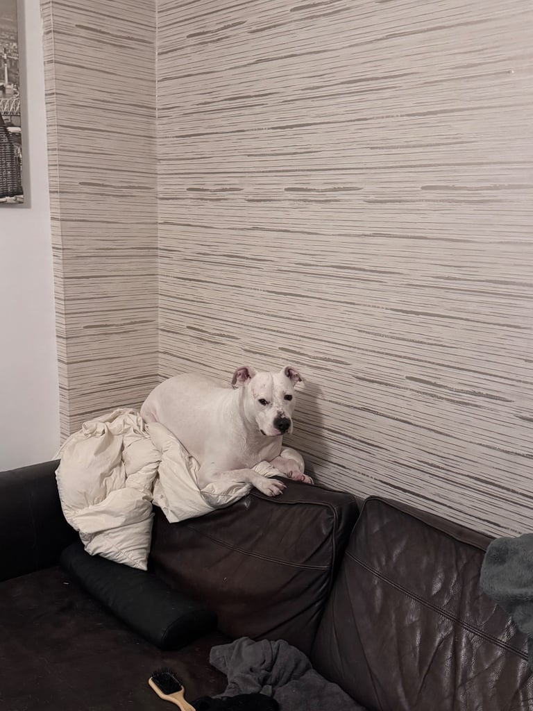 White American bulldog/ dash hound cross ❌ 