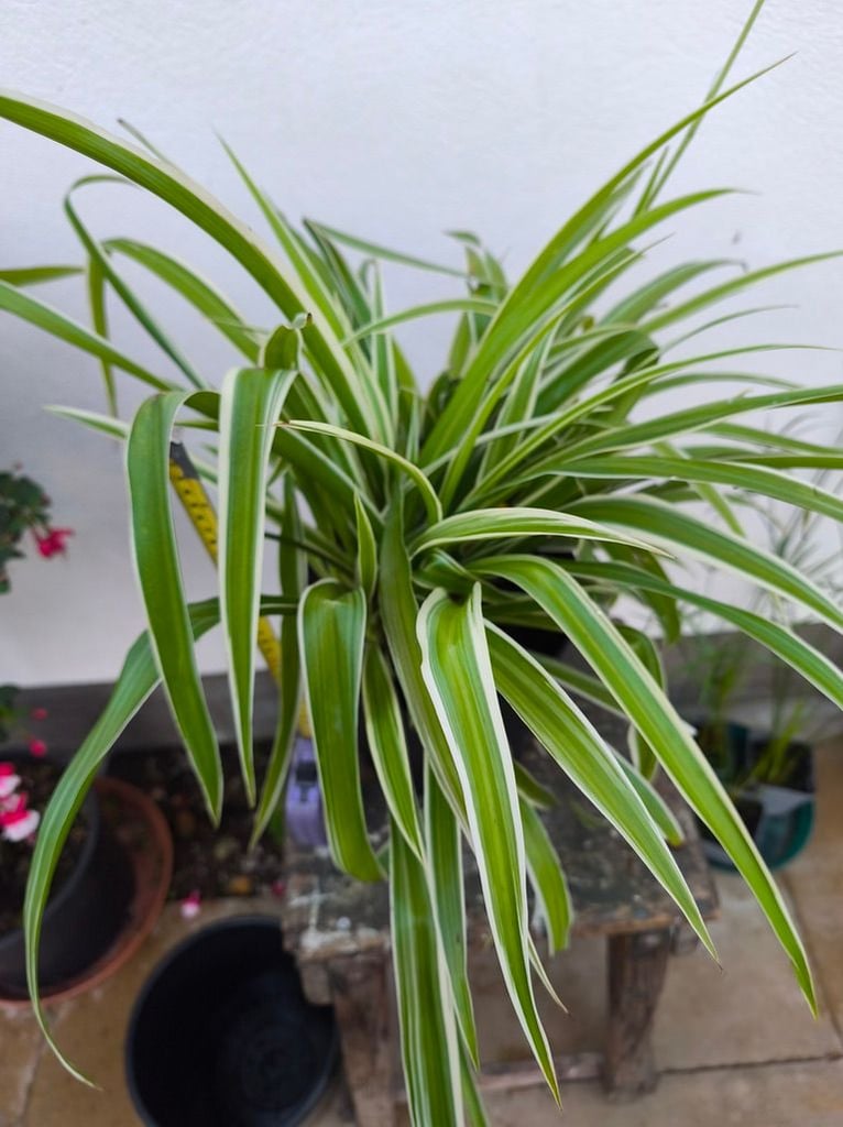 Attractive house plant - an unusual type of spider plant or Chlorophytum 