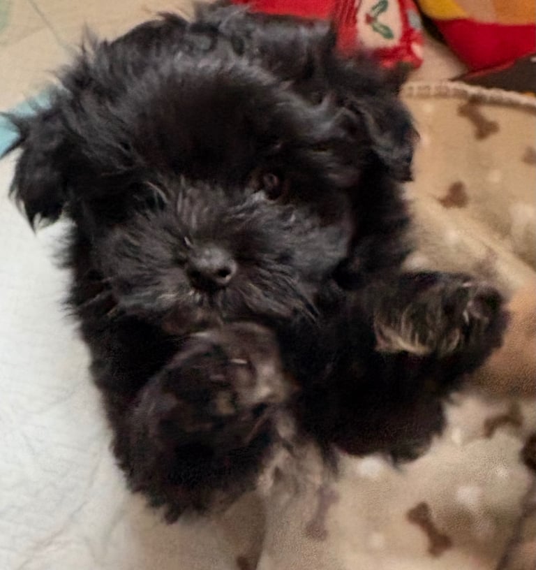 Gorgeous Teddy Bear looking Toy Shihpoo Poms