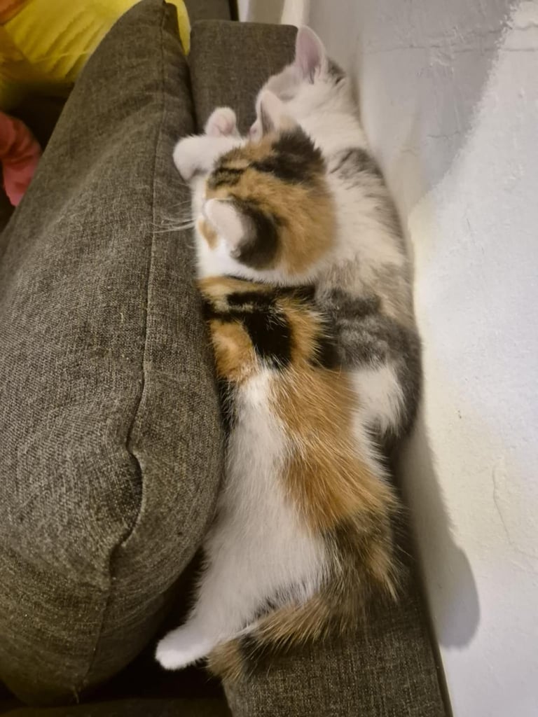 2 female kittens 