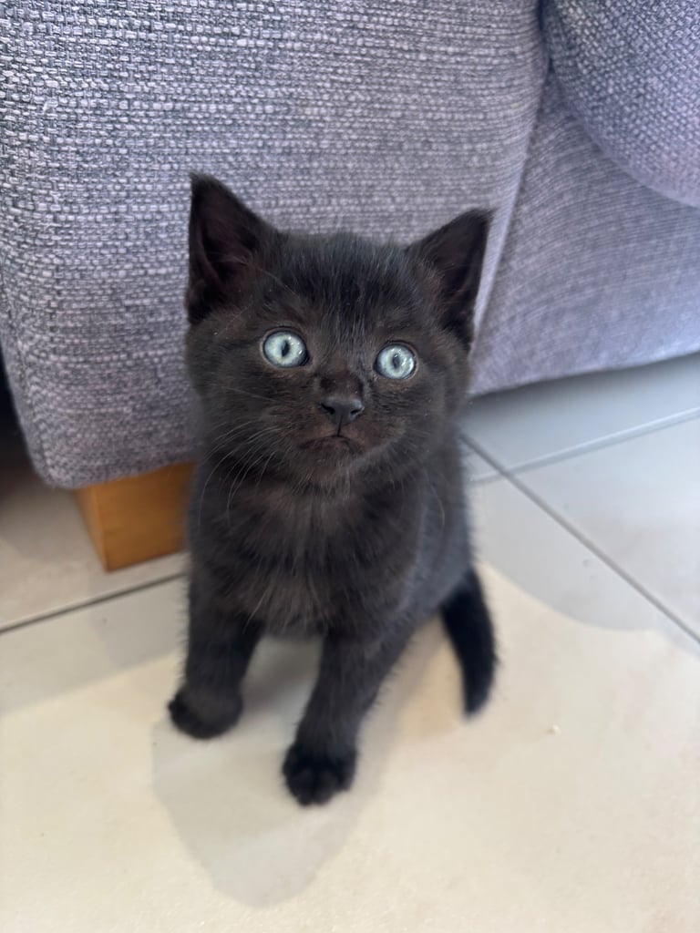 Fluffy kittens 