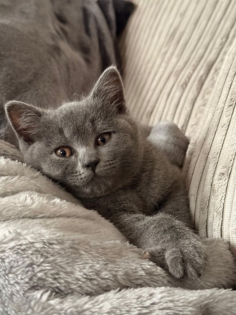 Adorable Blue British Shorts Hair Kitten – 8 Weeks Old – Playful & Loving