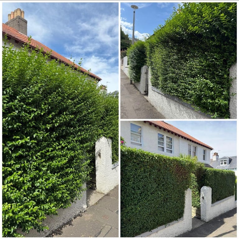 Gardening services: Hedge trimming, weeding & shrubs removal Edinburgh