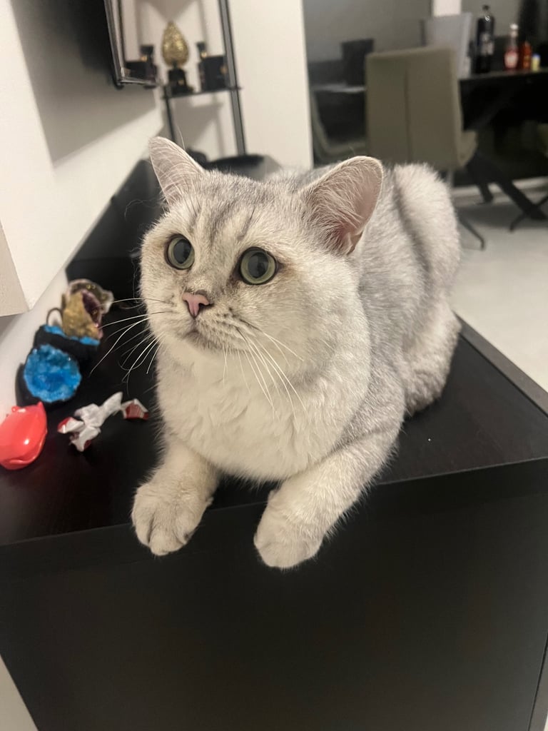 British Shorthair Male 3yo White/grey
