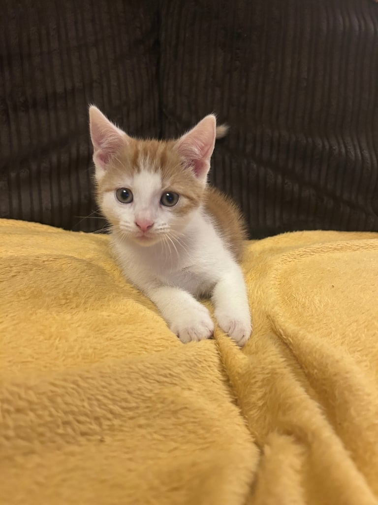 5 gorgeous lovely kittens