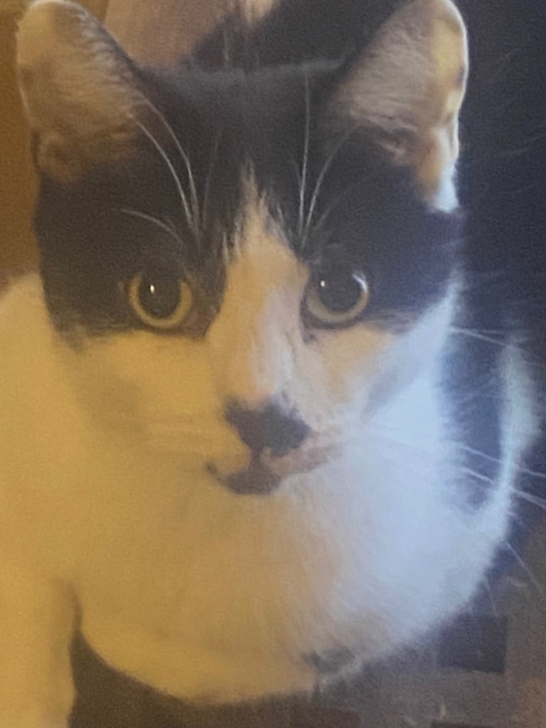 For kittens Ready for rehoming