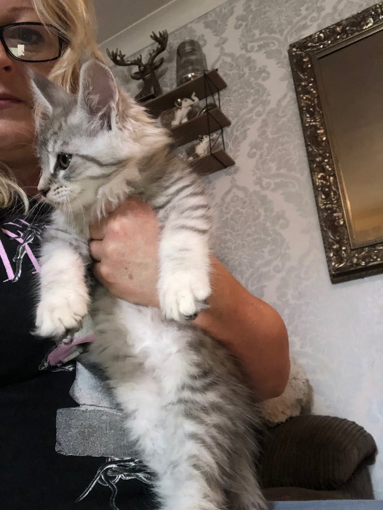 2 girls left  Mainecoon kittens 13 weeks