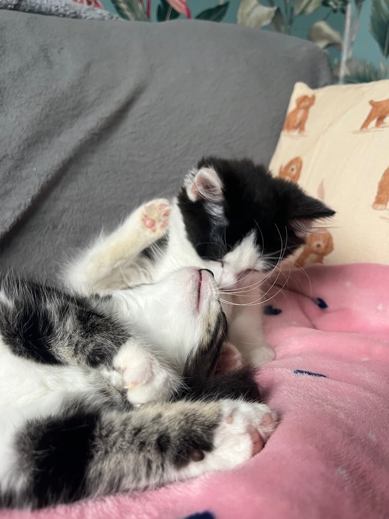 Maine coon cross kittens