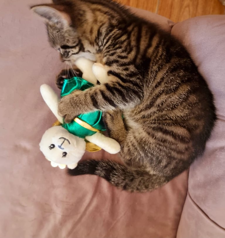 Beautiful tabby mixed bengal kitten for sale