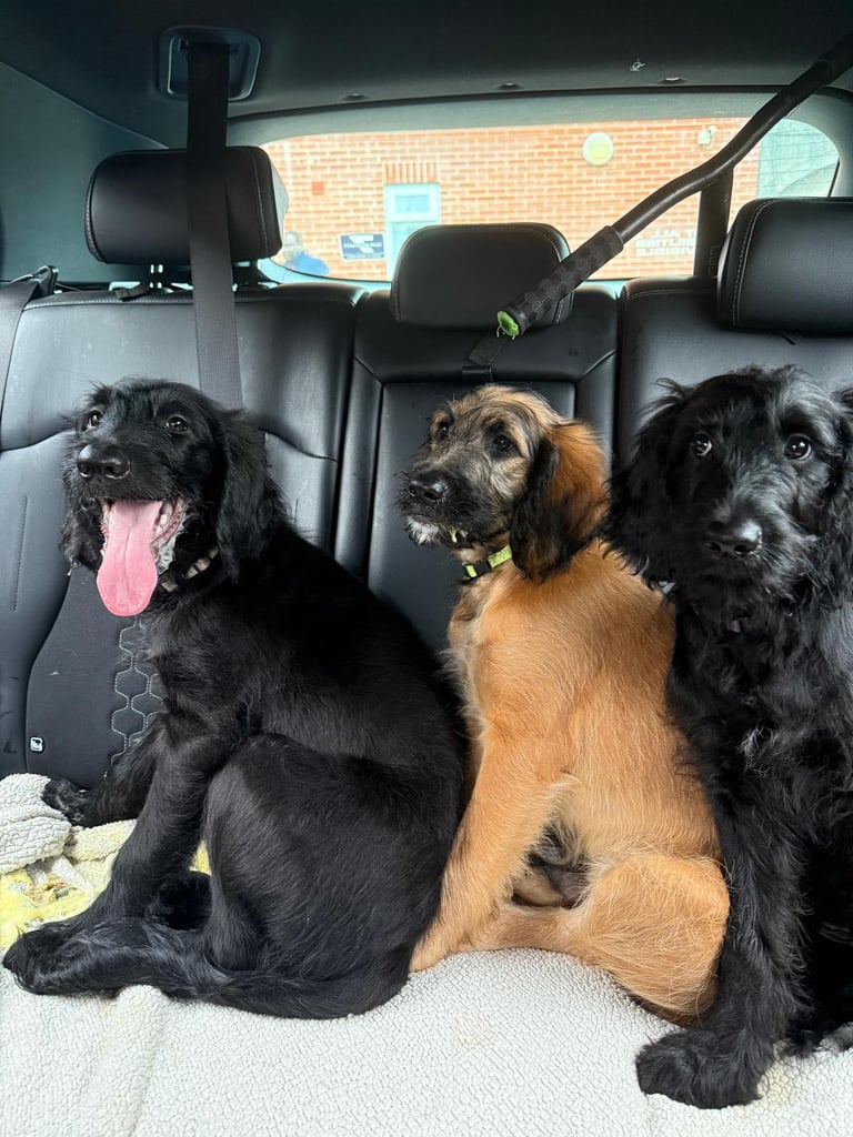 image for Goldendoodle 