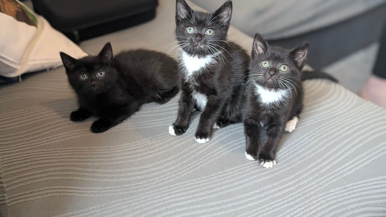 image for 🐾 3 Adorable Kittens left