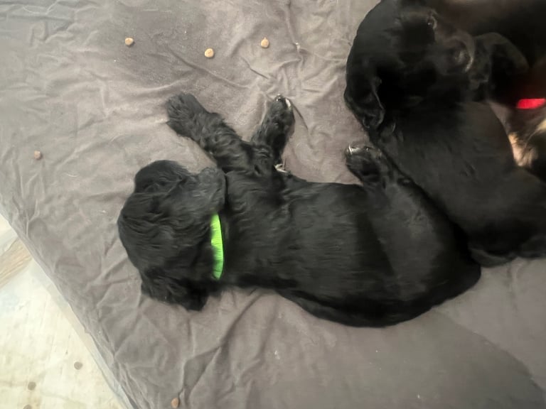 Beautiful cocker spaniels 