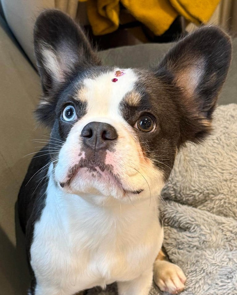  Female fluffy French bulldog for sale