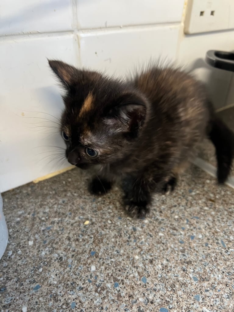 Tabby Kitten Ready to Go ! 