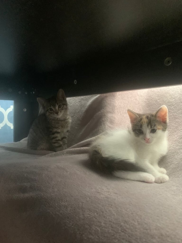 Two female kittens 