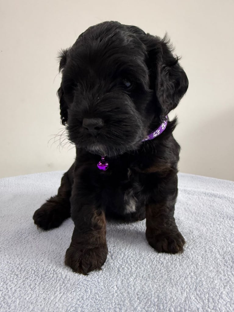 Cockapoo Girl Puppy F1 : 6weeks Old