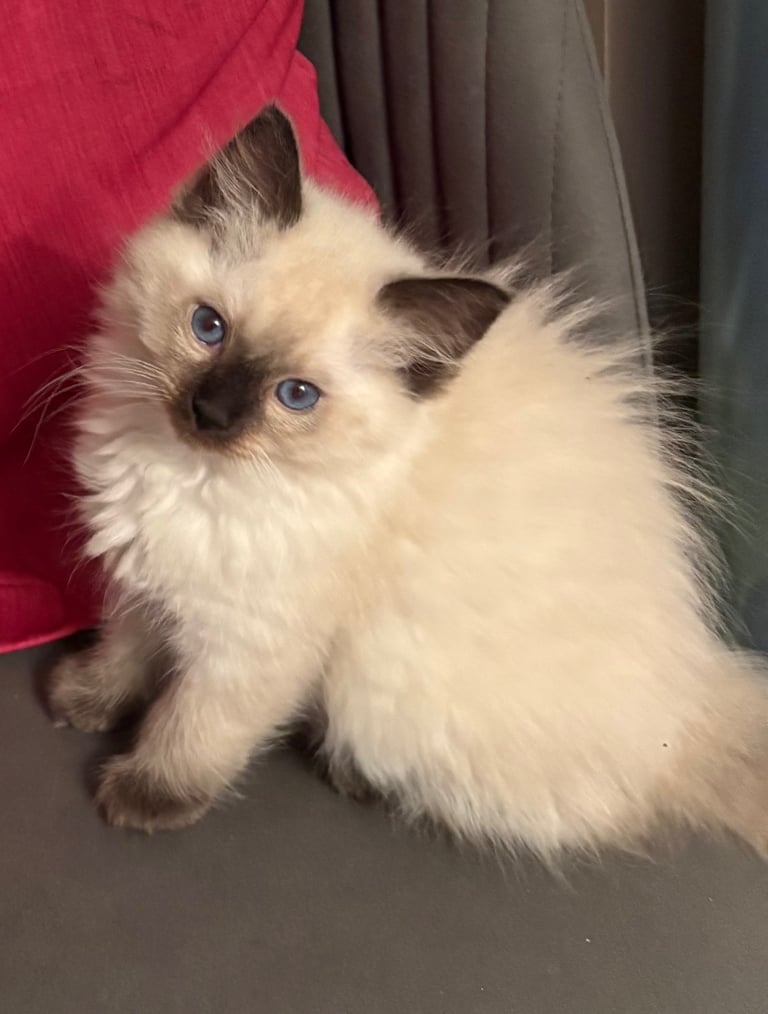 Stunning Ragdoll Kittens - Boy & Girl - 16 weeks 
