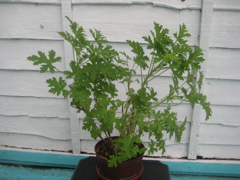 Medium Size Lemon Geranium Plant for £4.00
