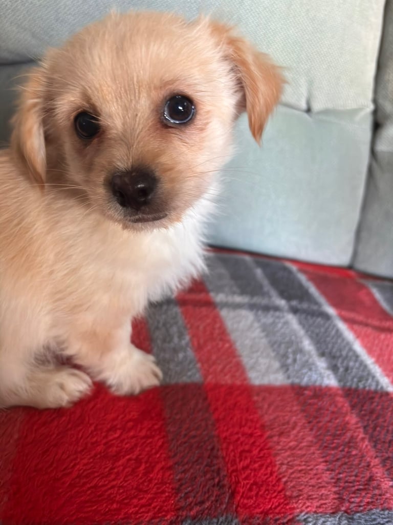 Shih tzu cross terrier