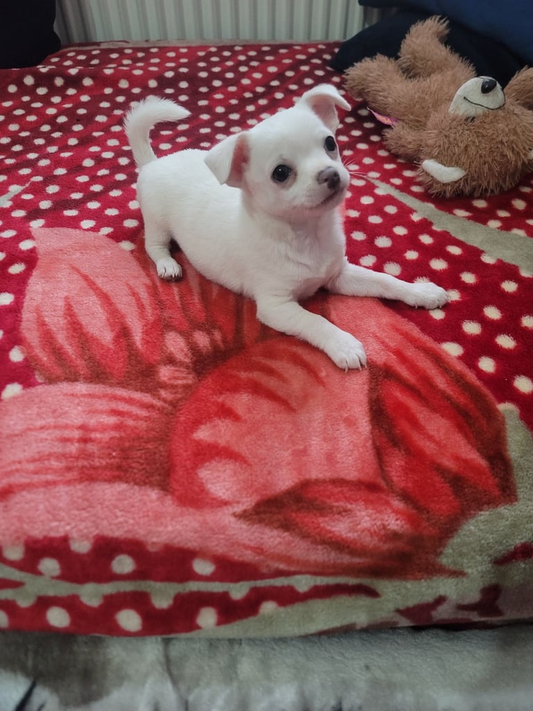 image for 11 week old cute puppy is looking for his new family