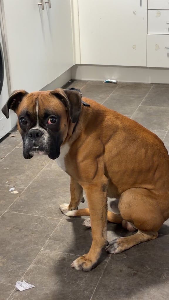 Rocky the boxer 