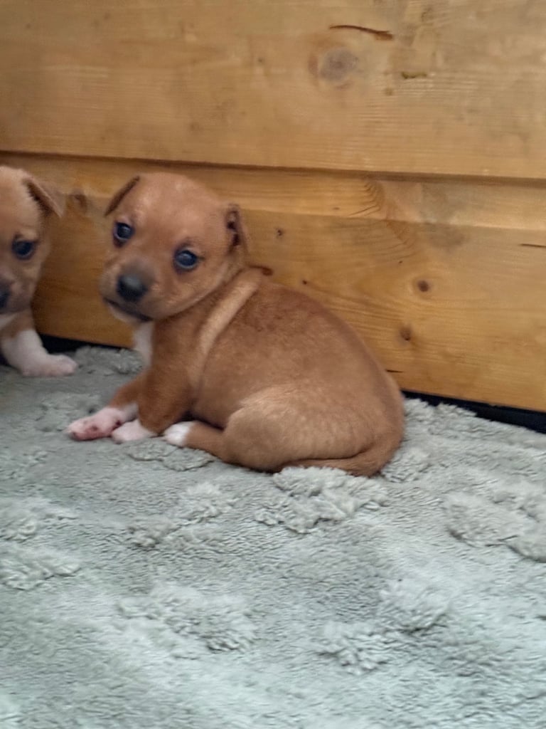 Miniature Jack Russell Pups