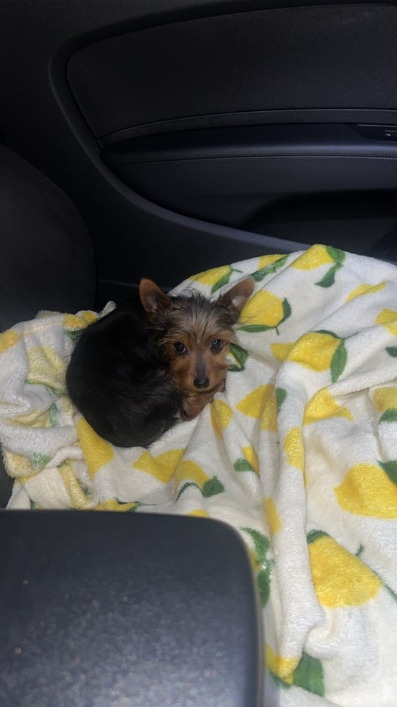  Male yorkie  pup for sale 