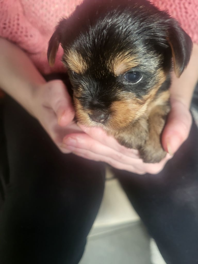 5 boy Yorkshire terrier puppies 4 weeks old