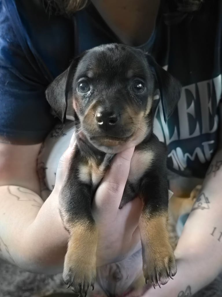 Miniature daushaund x Terrier cross puppies