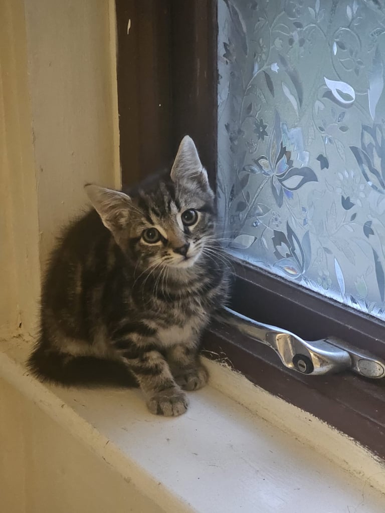 3 month old tabby kitten ready to go 