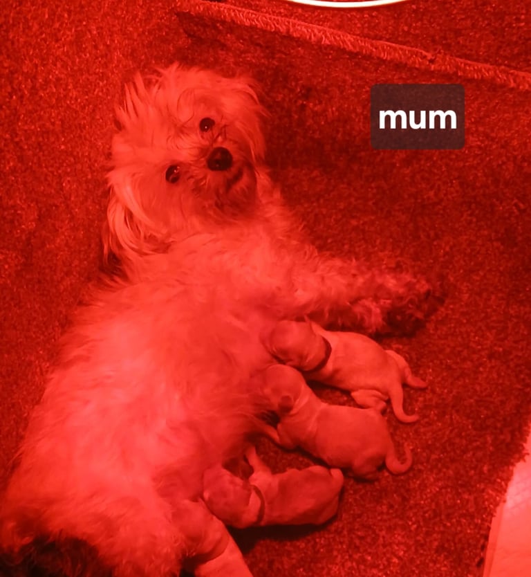 Stunning maltipoo pups 