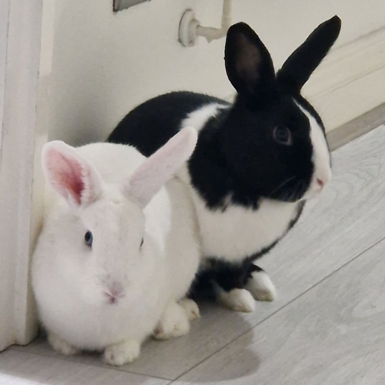 🐇 Two Sweet Female Rabbits Looking for a Loving Home