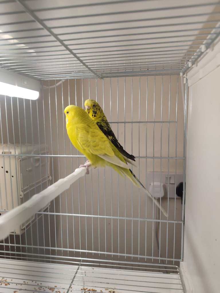 Budgies in London 