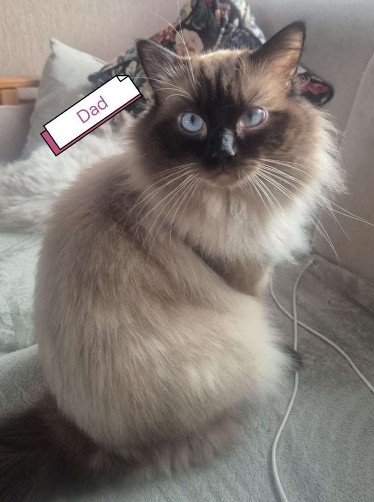 image for FOUR ADORABLE RAGDOLLS 