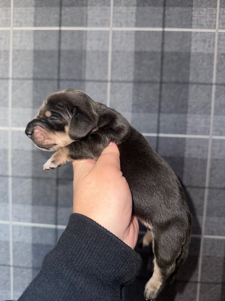Kc reg Minature Dachshunds