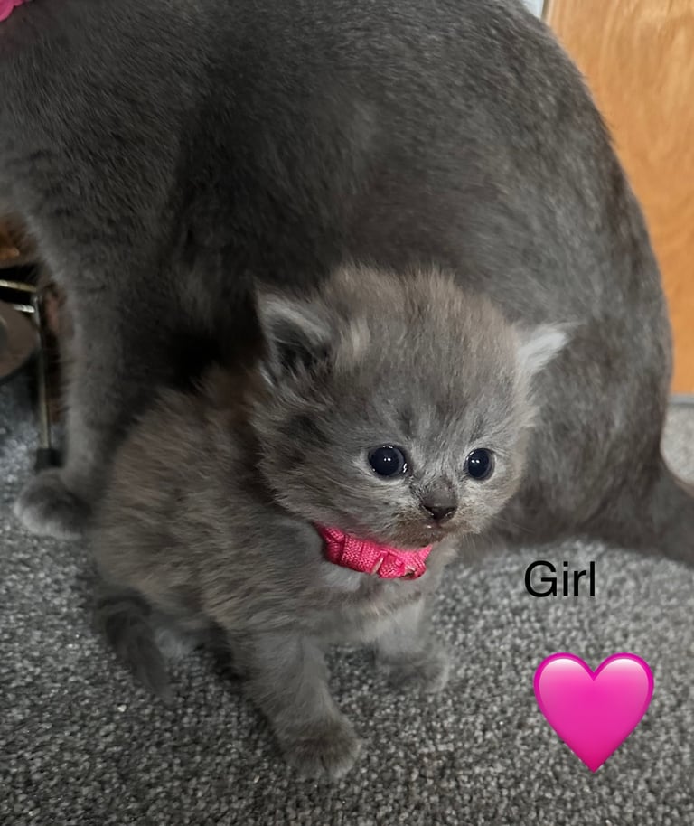British blue kittens