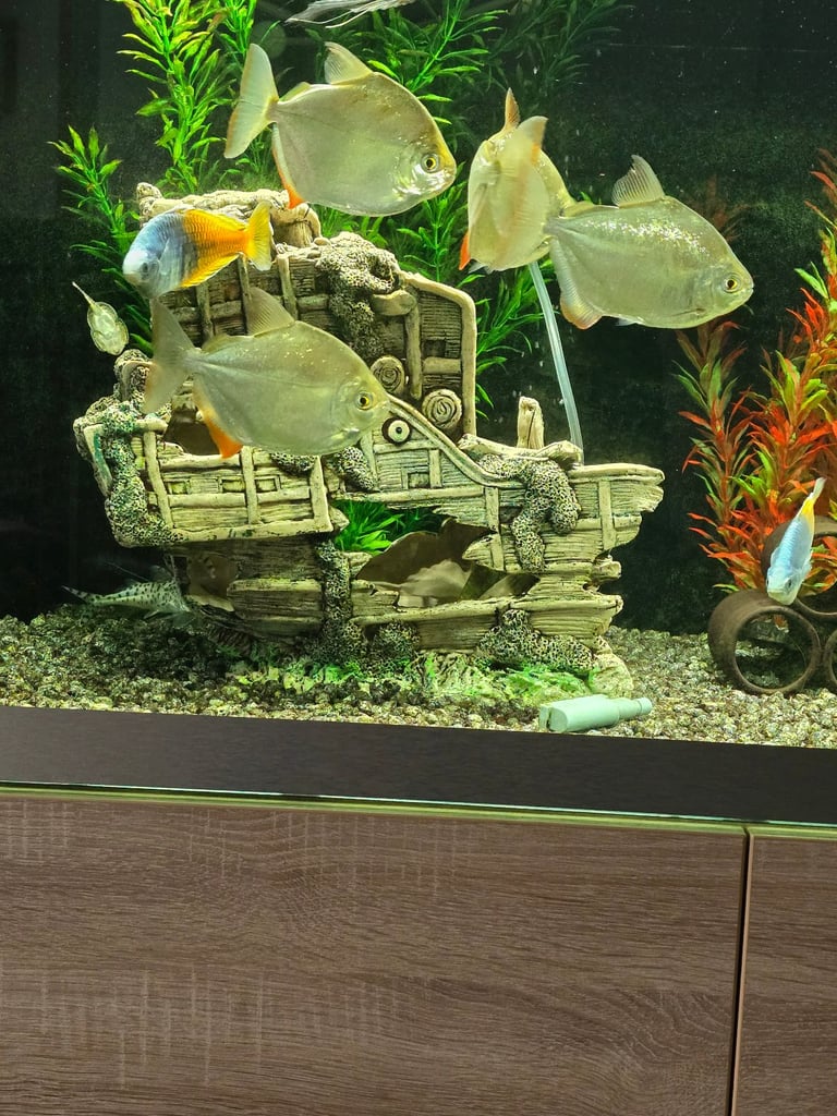 Silver dollar tropical fish X 4