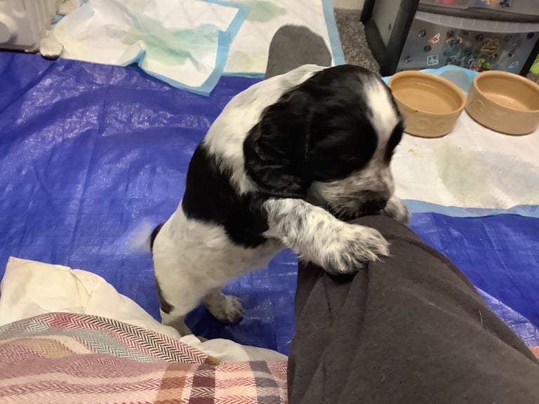Sprocker spaniel pups