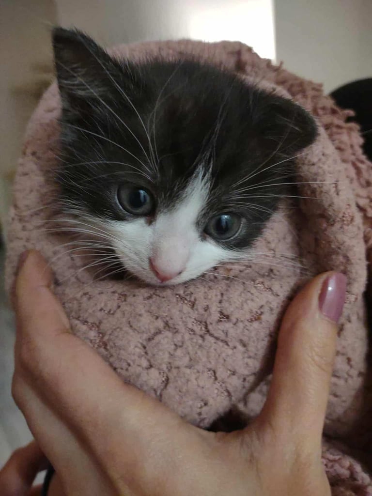 5 week old male shorthair mixed with bengal kitten 