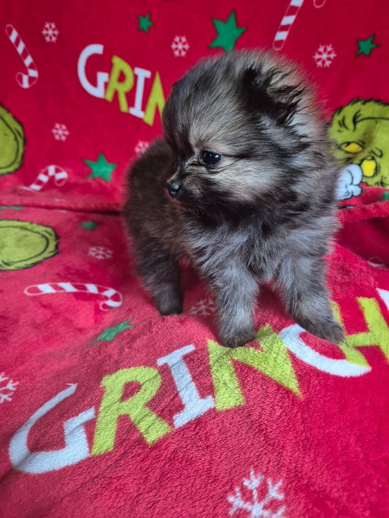 Pomeranian dog seller near me best sale