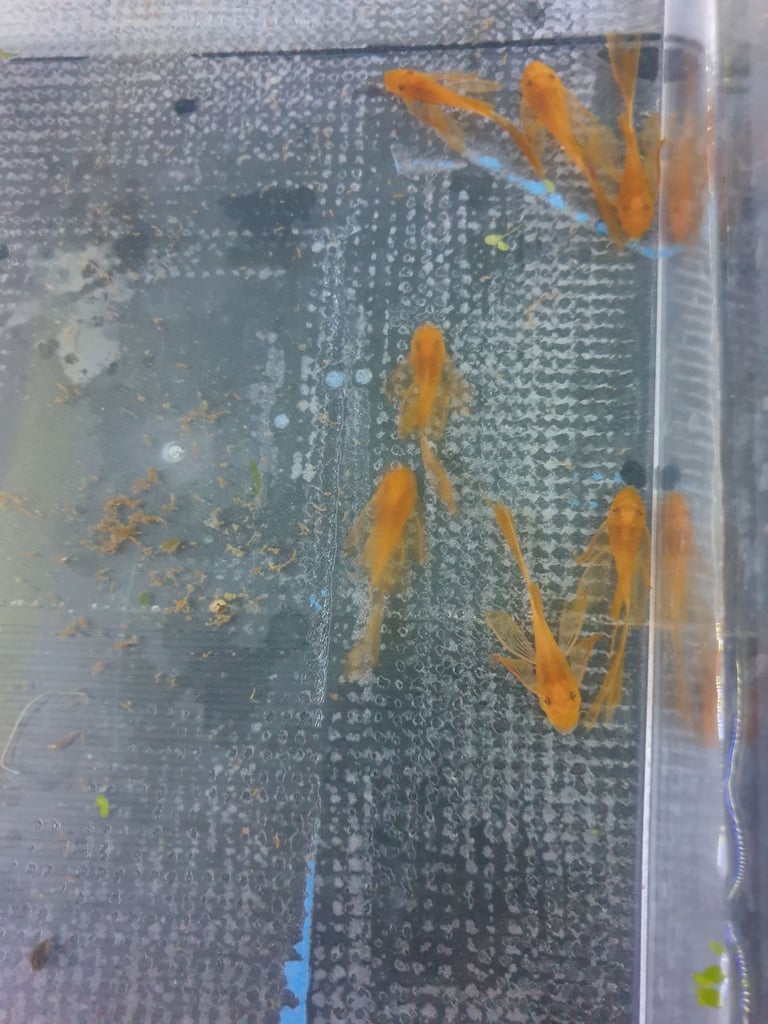 Tropical fish Angelfish,corydoras,super reds long fins plecos,shrimps, and l397 plecos 
