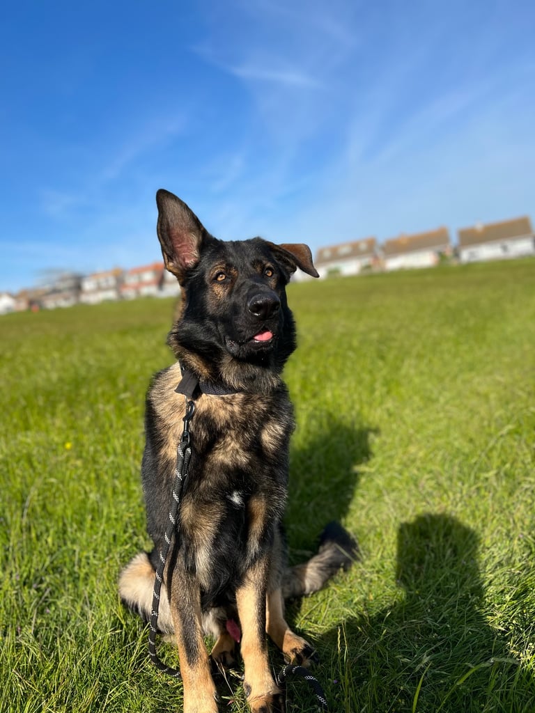 Male German Shepherd - 3.5 Years Old