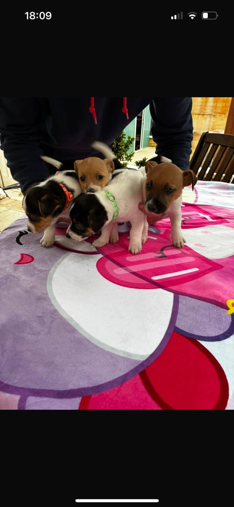 Jack Russell