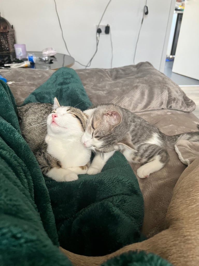 British shorthair mix