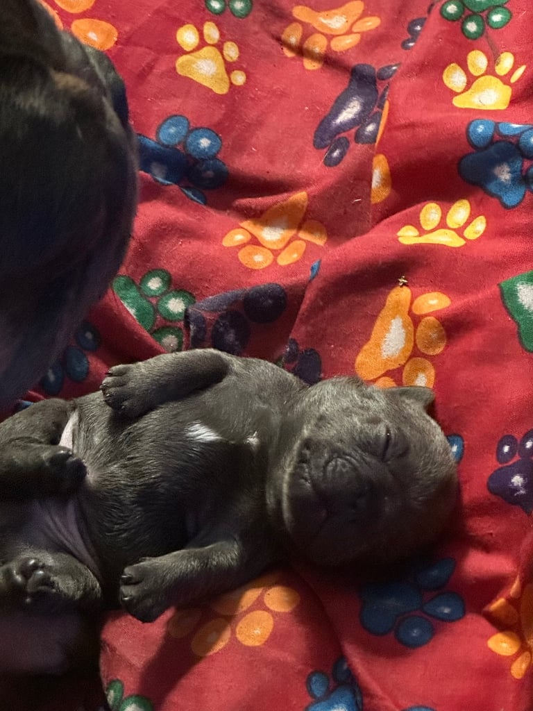 French bulldog puppies 
