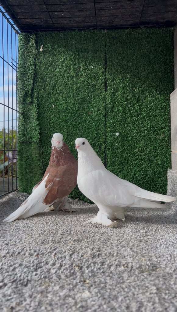 Kurdish pigeons 