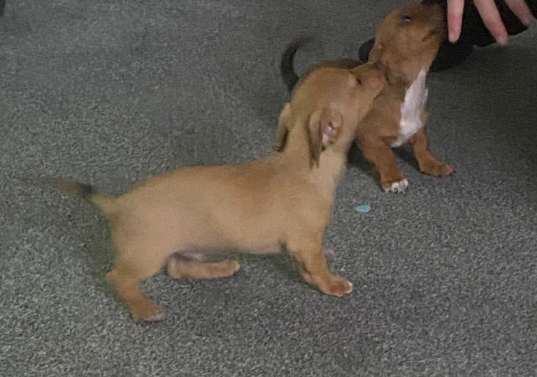 jack russell x daschounds 