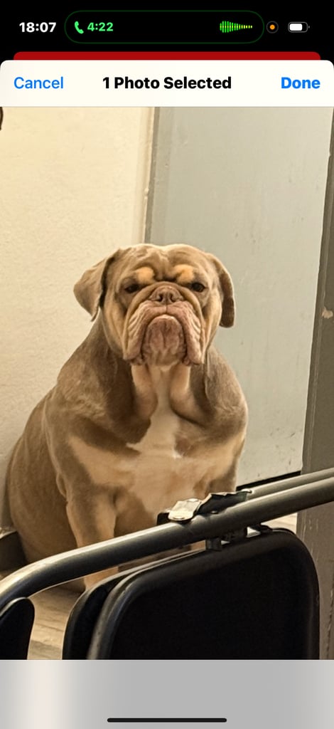 British bulldog for sale