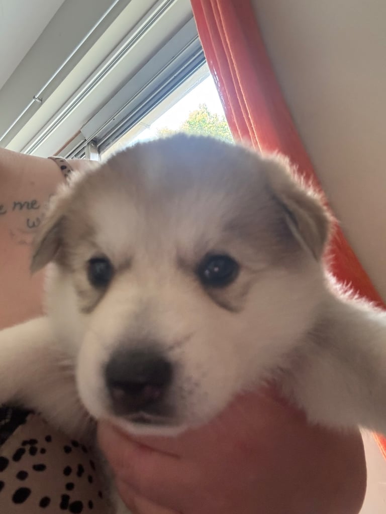 Puppies 