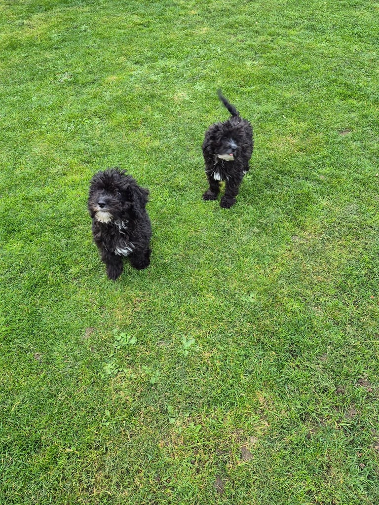 F2 COCKAPOOS FAMILY-REARED PETS